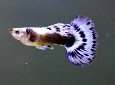 Гуппи Слоновьи Уши Синяя самцы